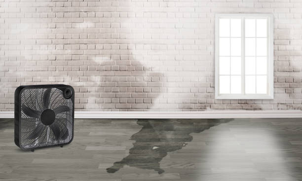 Best Basement water damage restoration  in Mayer, AZ